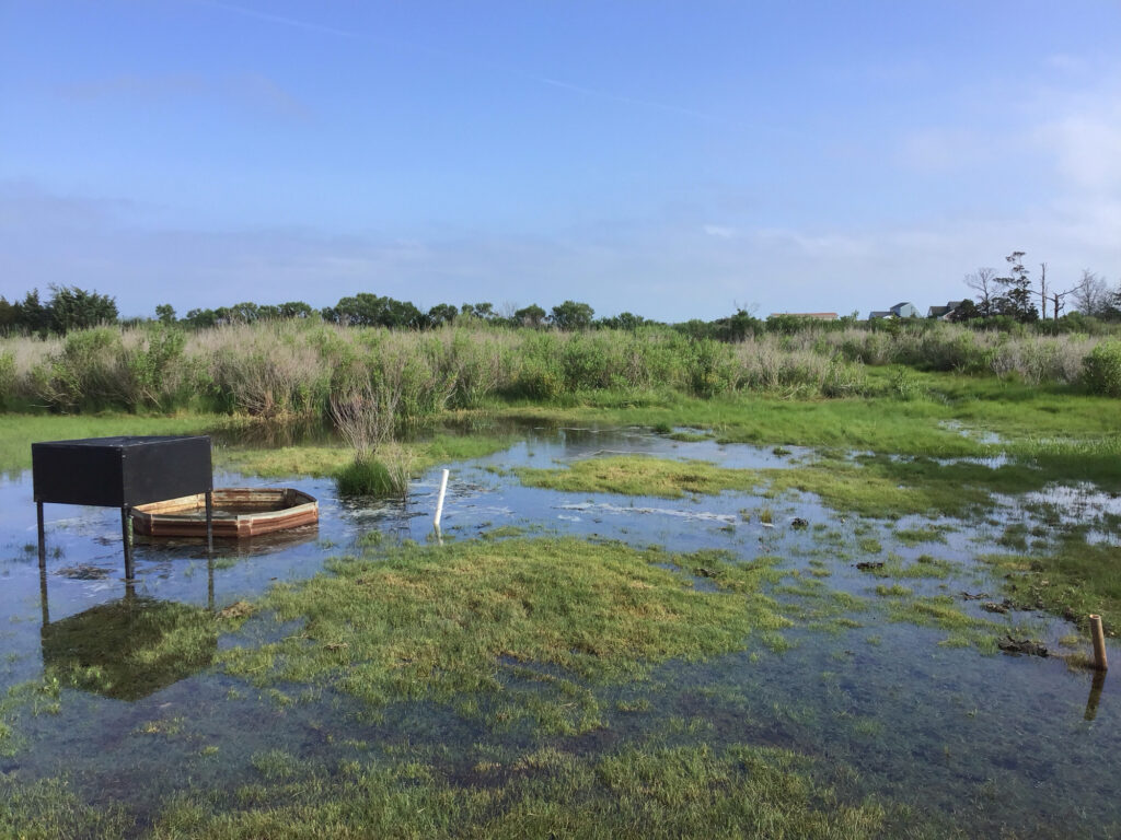 a boat in a swamp (MyCoast AI)