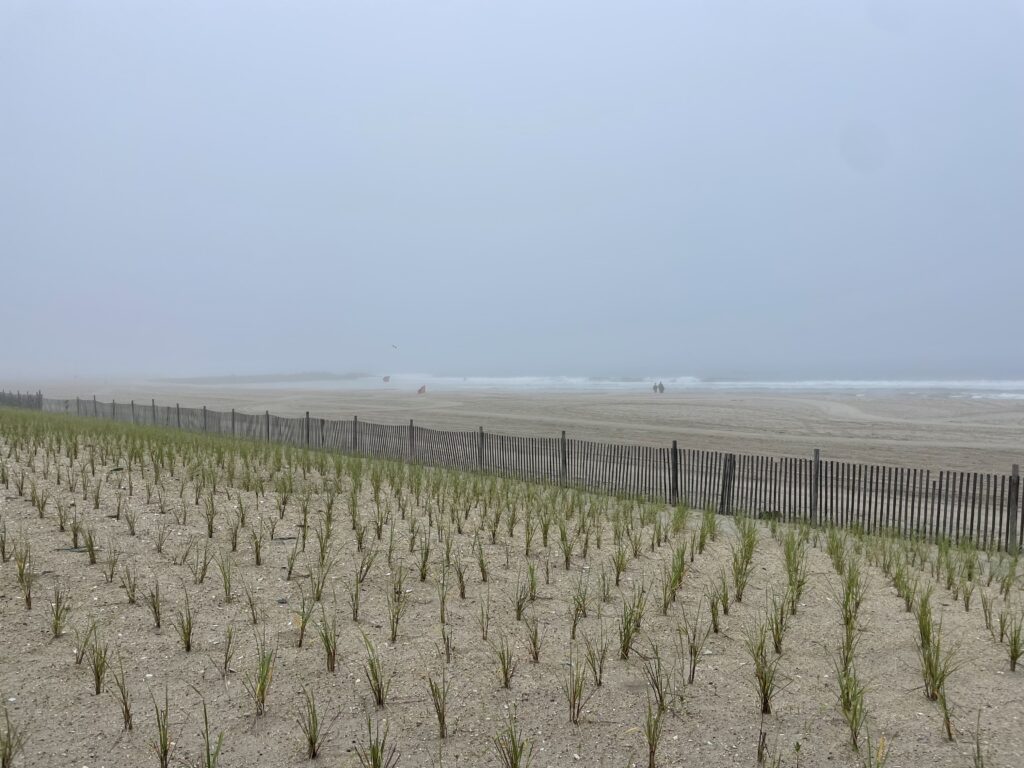 a field of plants (MyCoast AI)