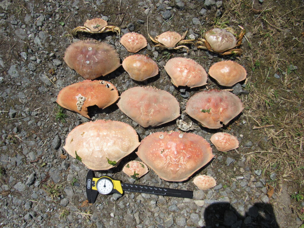 a group of mushrooms (MyCoast AI)