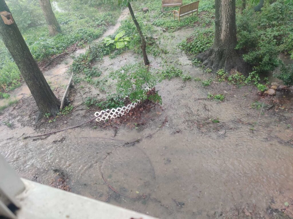 a small animal in a dirt area (MyCoast AI)
