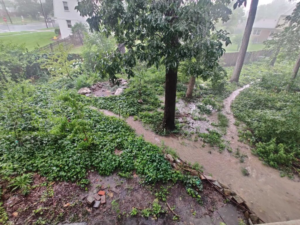 a dirt path with trees and plants (MyCoast AI)