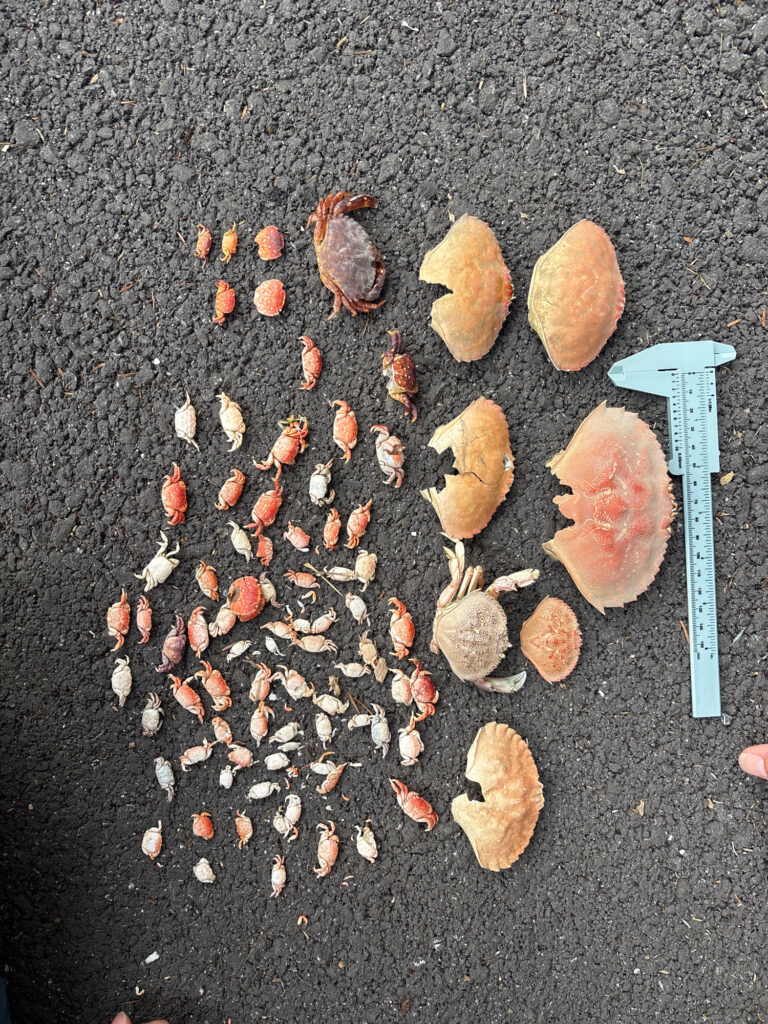 a group of seashells on a black surface (MyCoast AI)