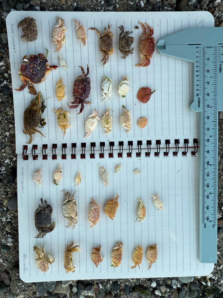 a group of insects on a page (MyCoast AI)