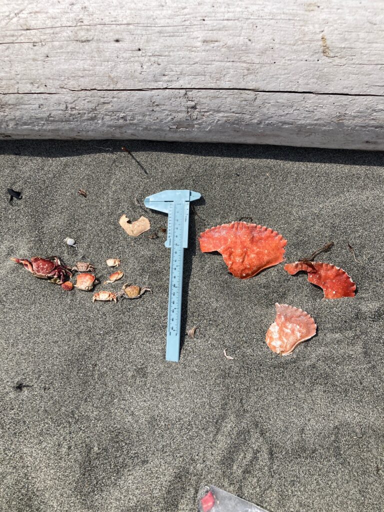 a blue shovel on the ground (MyCoast AI)