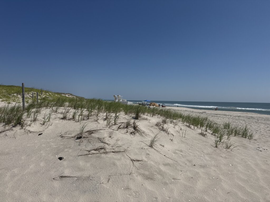 a sandy beach with plants and water (MyCoast AI)