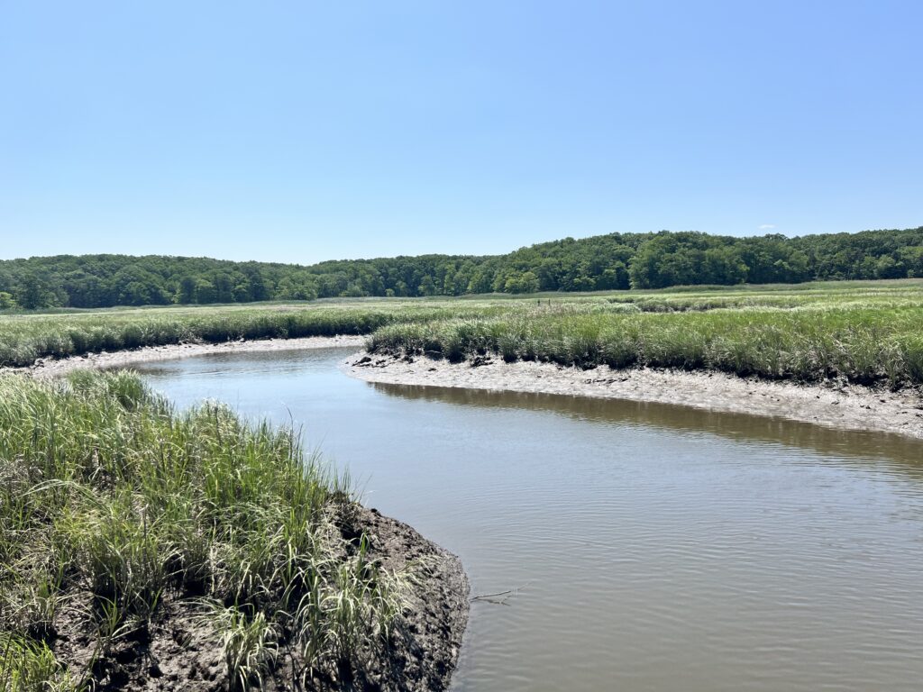 a river with grass and trees (MyCoast AI)
