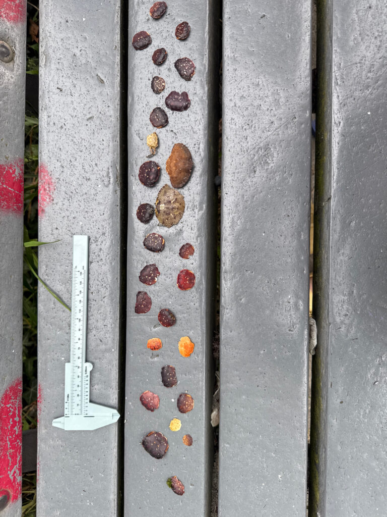 a group of brown and white objects (MyCoast AI)