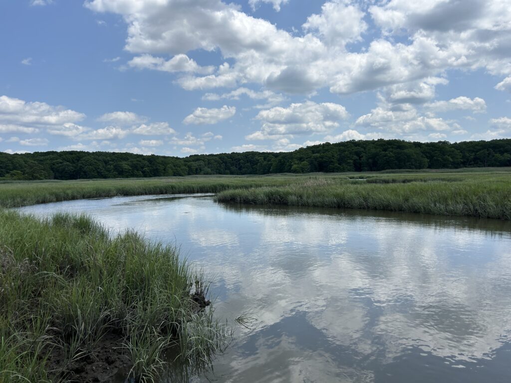 a river with grass and trees (MyCoast AI)