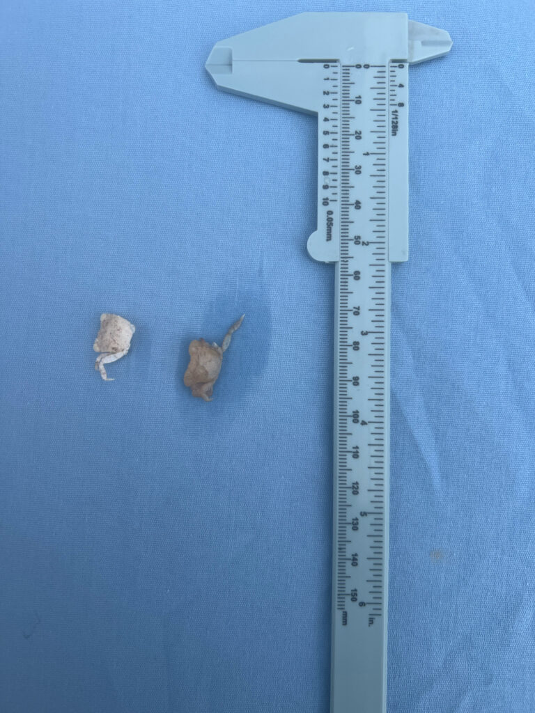 a ruler with a few small animals (MyCoast AI)
