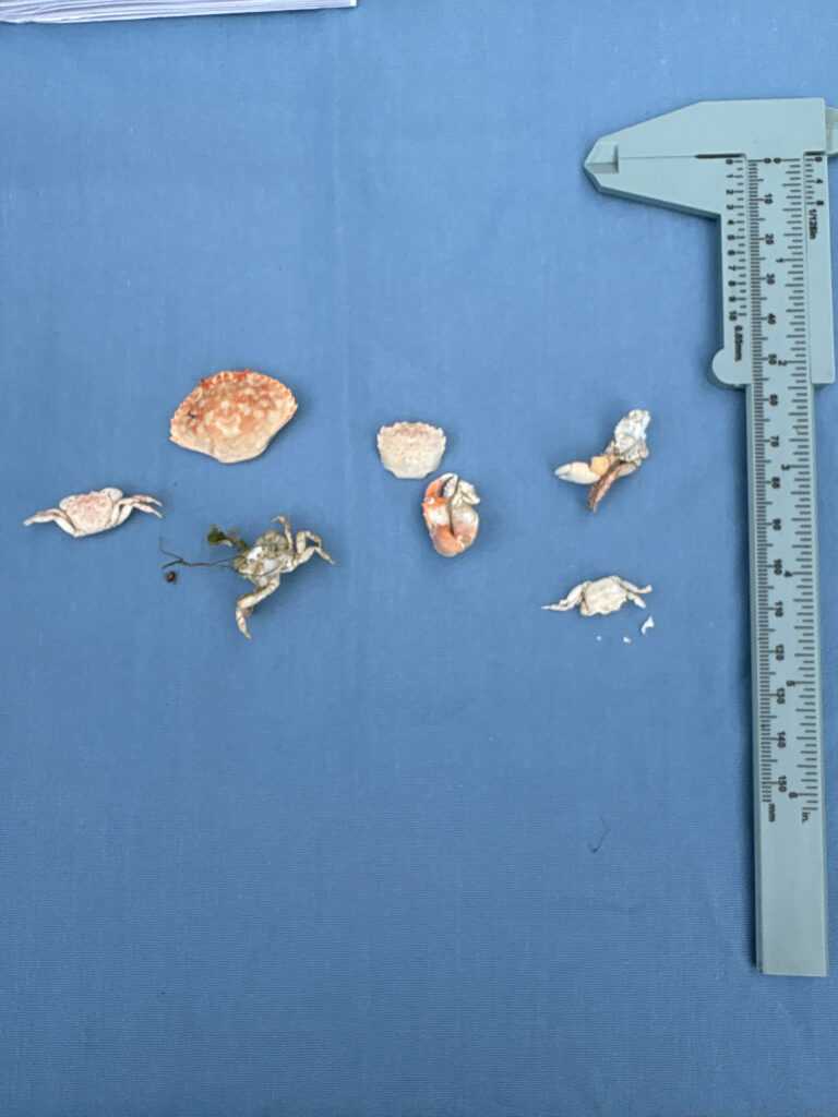 a group of bugs on a blue surface (MyCoast AI)