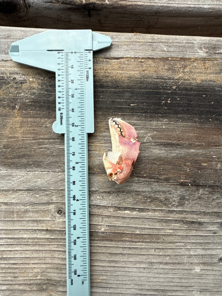 a lizard on a ruler (MyCoast AI)