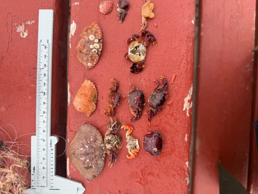 a group of insects on a red surface (MyCoast AI)