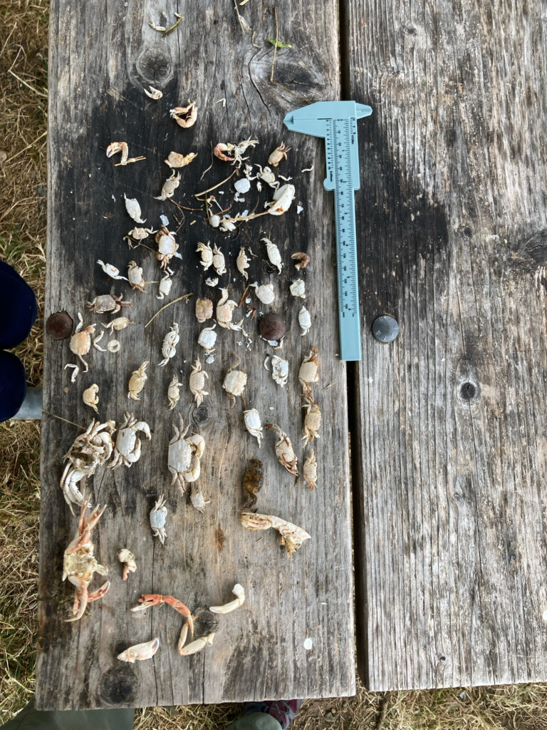 a blue metal object on a wooden surface (MyCoast AI)