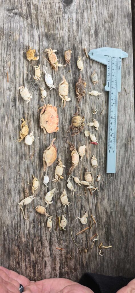 a group of leaves on a wood surface (MyCoast AI)