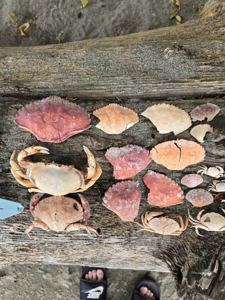 a group of fish on a wooden surface (MyCoast AI)