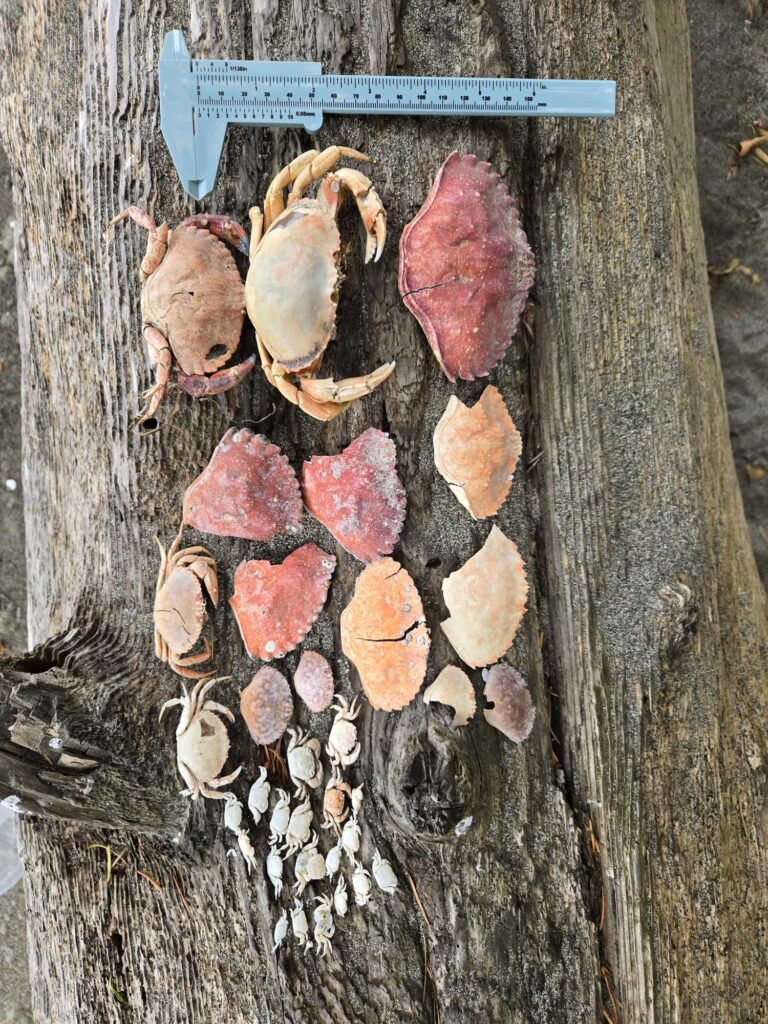 a group of snails on a tree (MyCoast AI)