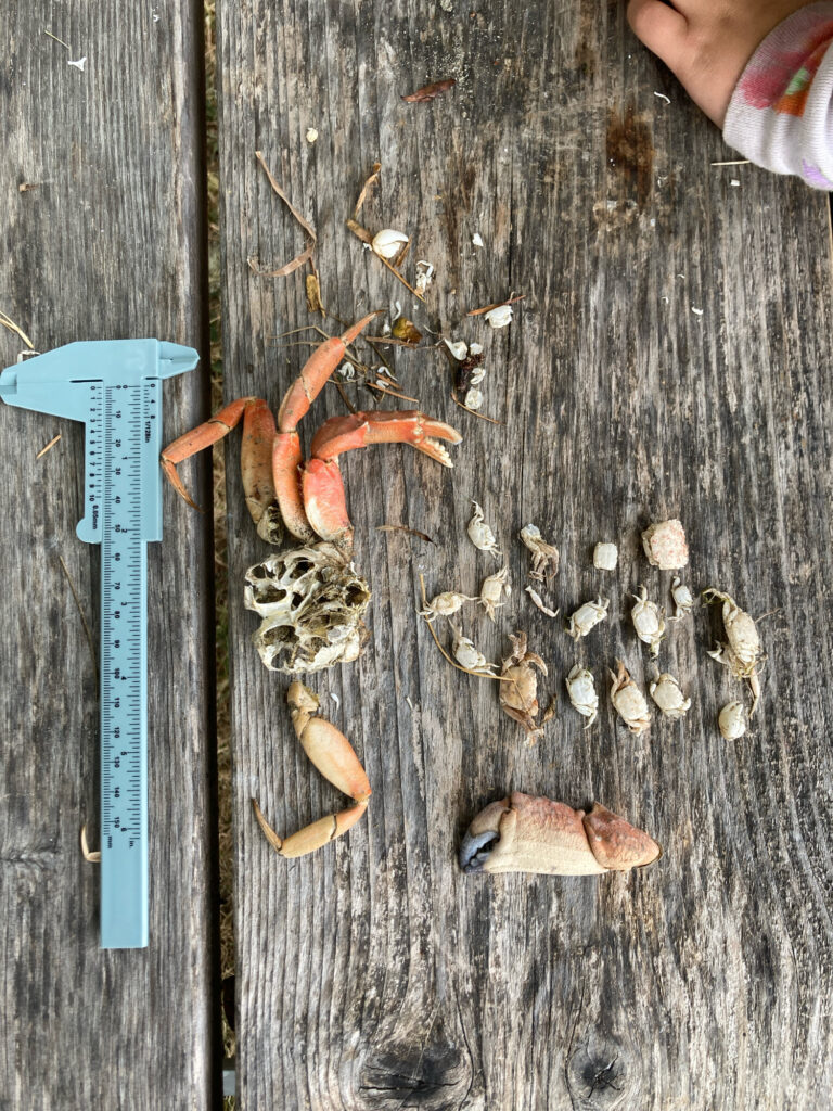 a group of small animals on a wood surface (MyCoast AI)