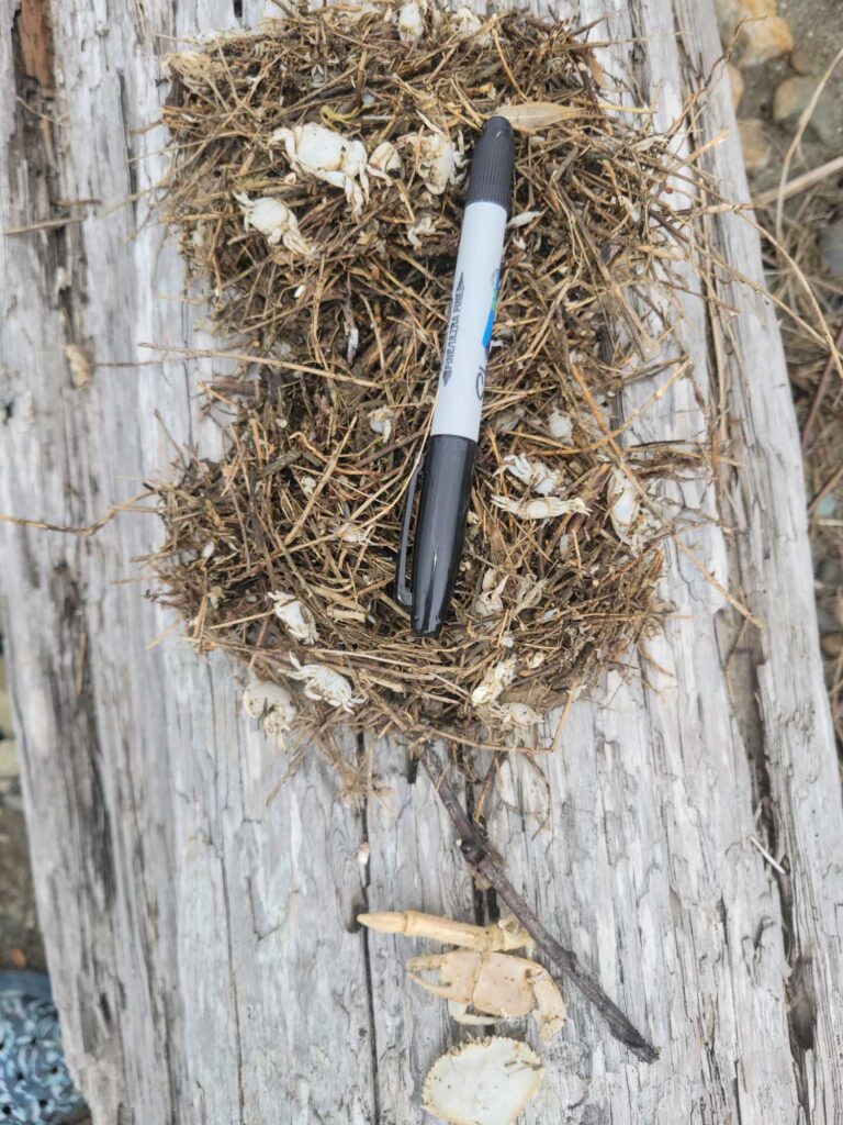 a knife on a tree stump (MyCoast AI)