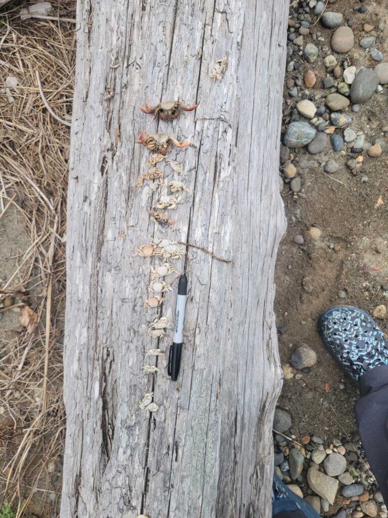 a close-up of a tree trunk (MyCoast AI)