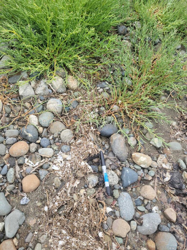 a small stream of water (MyCoast AI)
