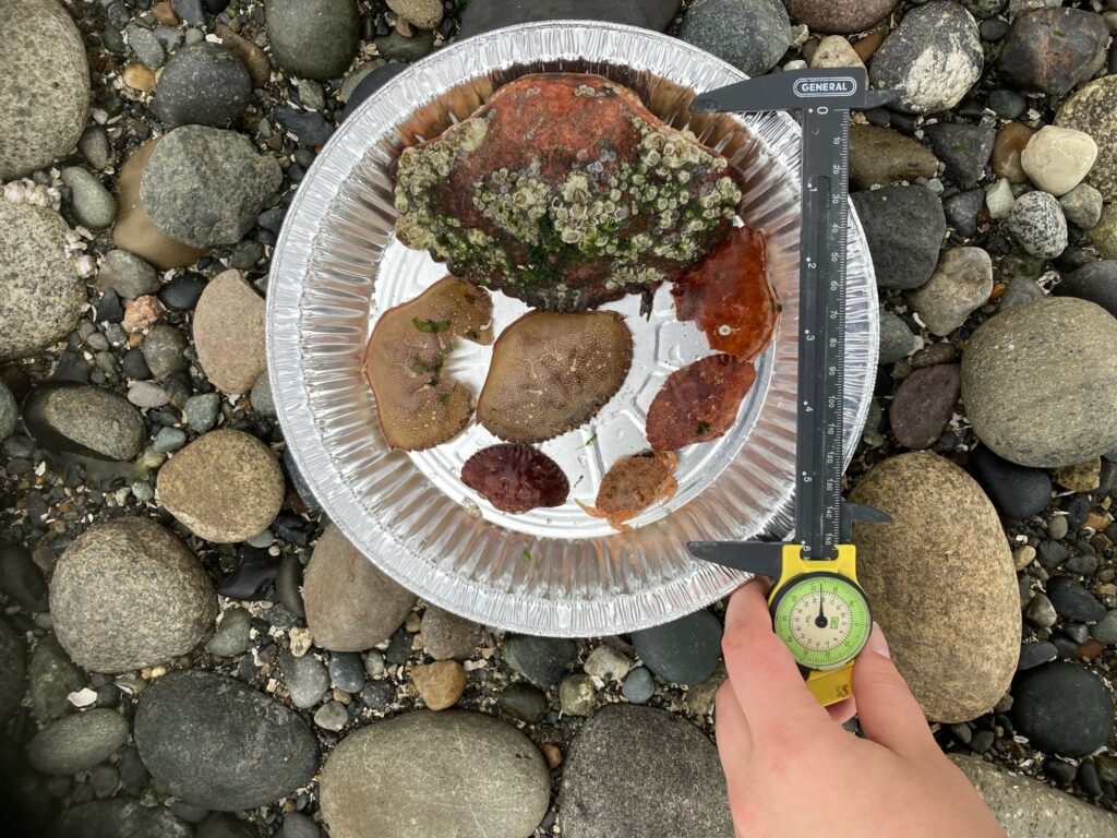 a plate of food (MyCoast AI)