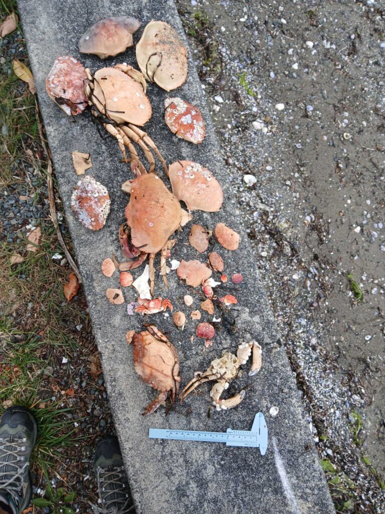 a group of rocks on the ground (MyCoast AI)