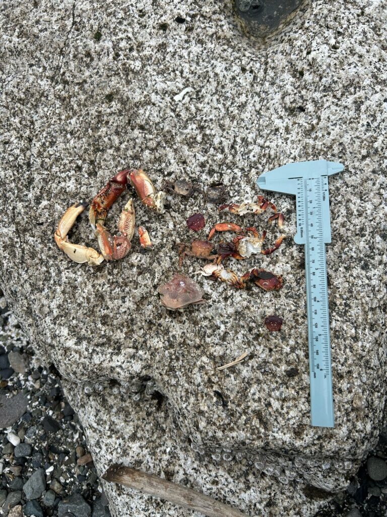 a pile of crab shells (MyCoast AI)