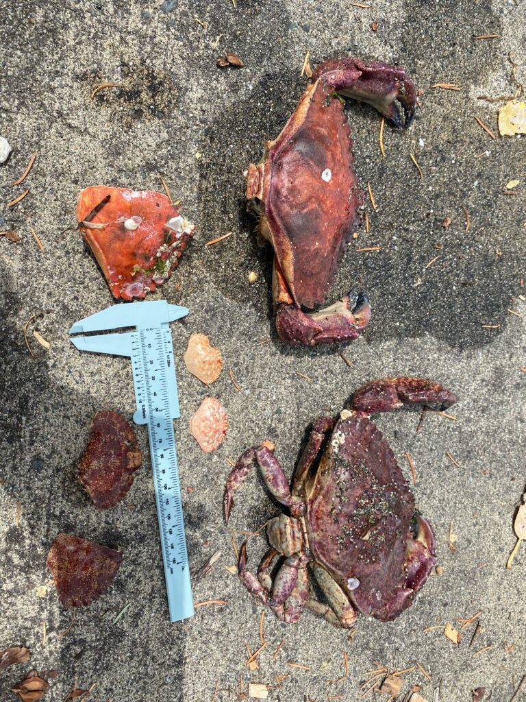 a knife and a pile of fish (MyCoast AI)
