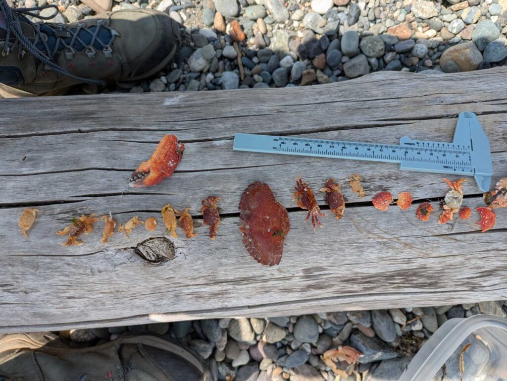 a group of bugs on a wood plank (MyCoast AI)