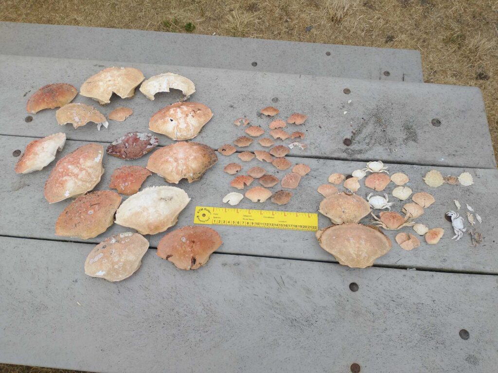 a group of rocks on a concrete surface (MyCoast AI)