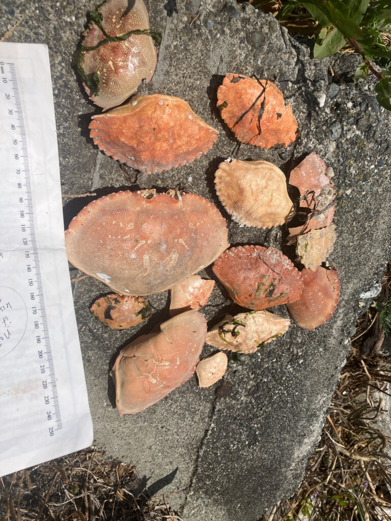 a group of mushrooms (MyCoast AI)