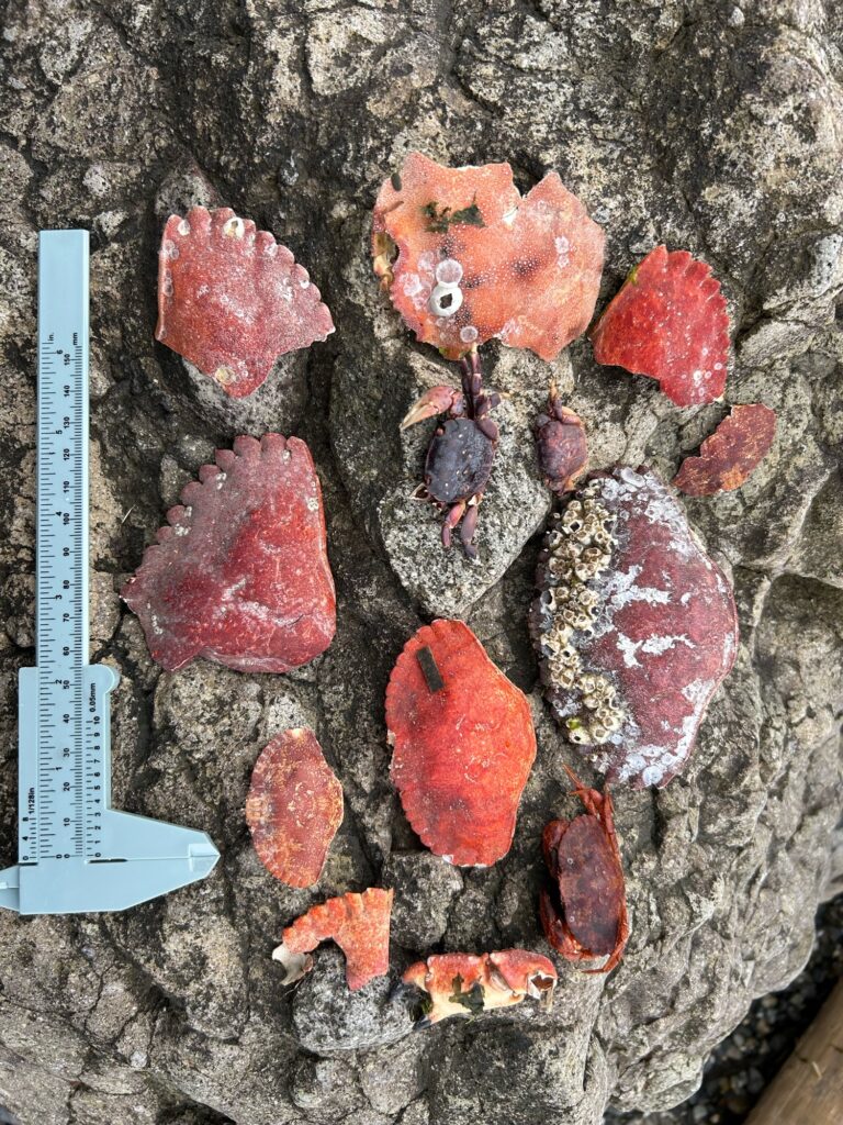 a group of red and white objects on a rock (MyCoast AI)