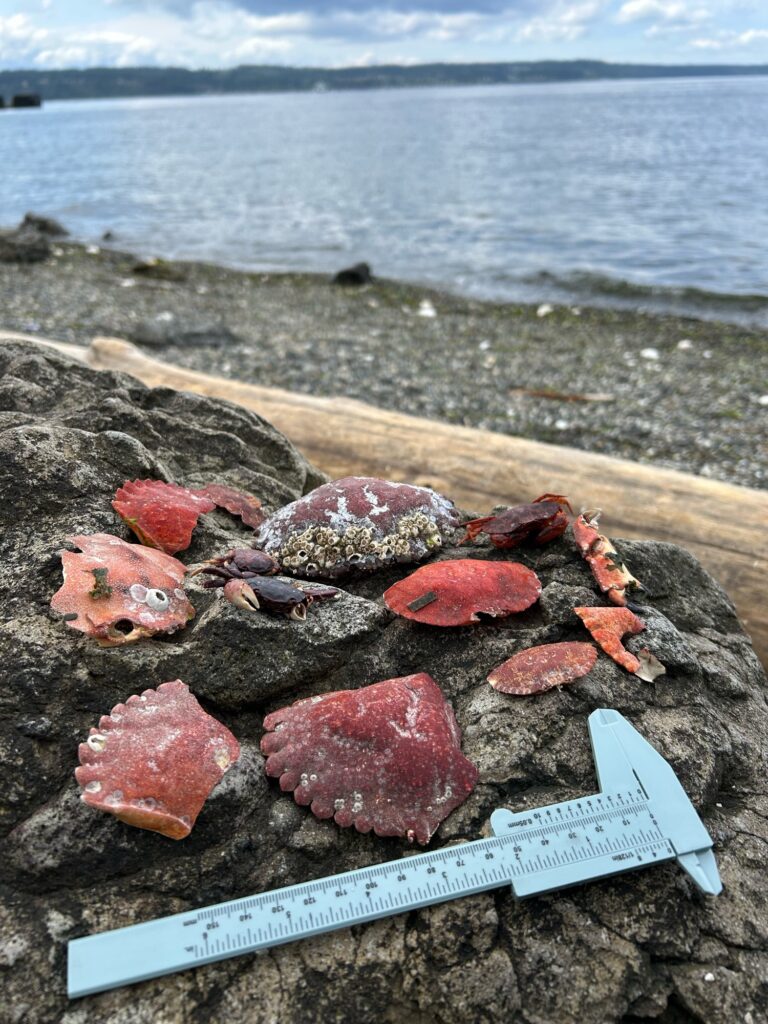 a group of red rocks on a stone surface by a body of water (MyCoast AI)