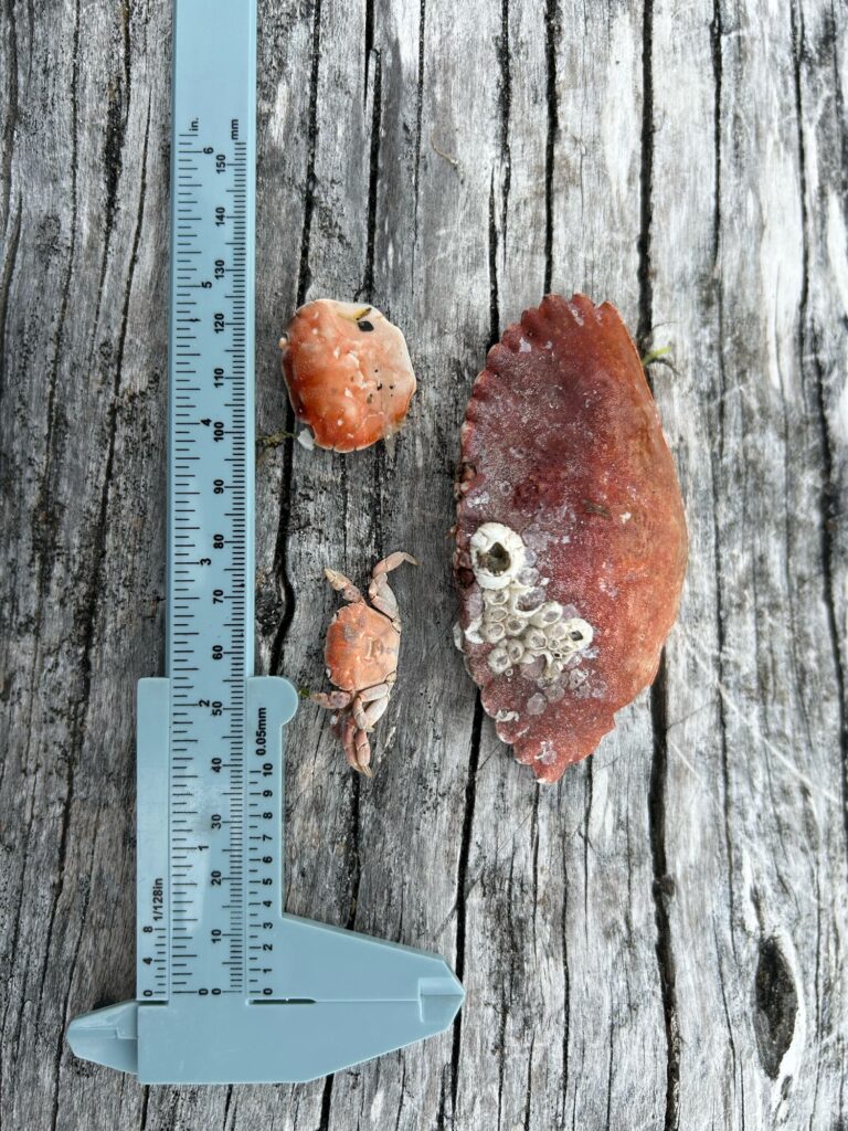 a frog on a piece of wood (MyCoast AI)
