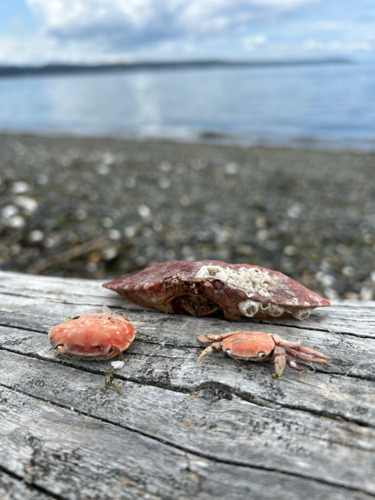 a group of snails on a wood surface (MyCoast AI)