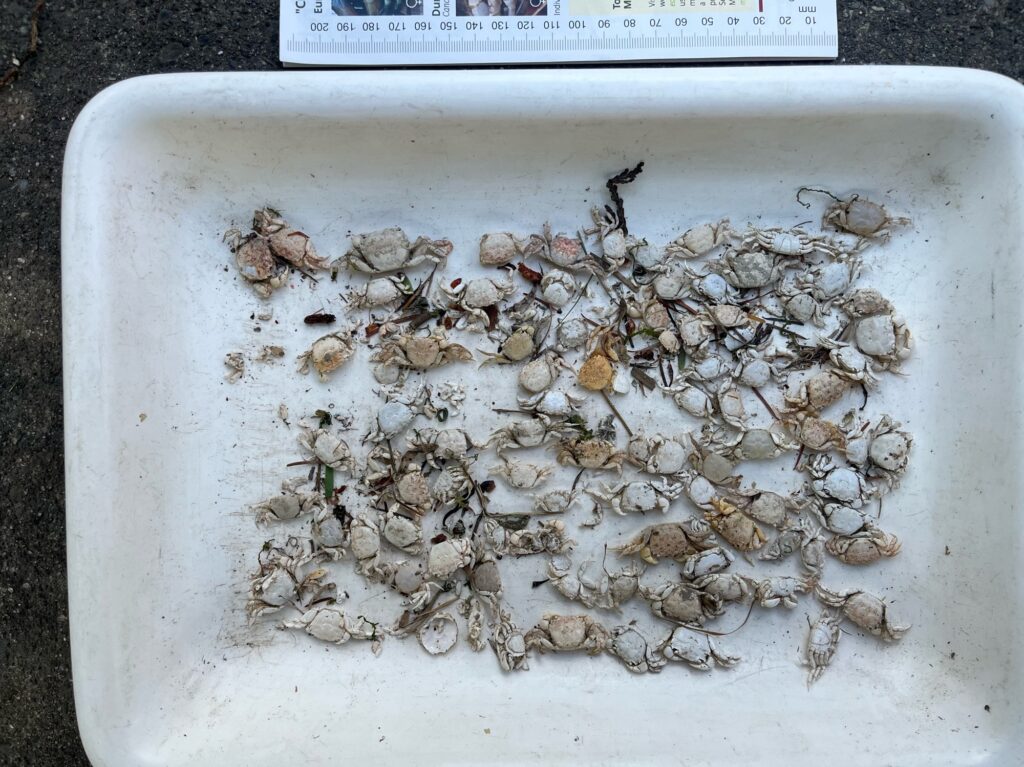 a container of dried leaves (MyCoast AI)