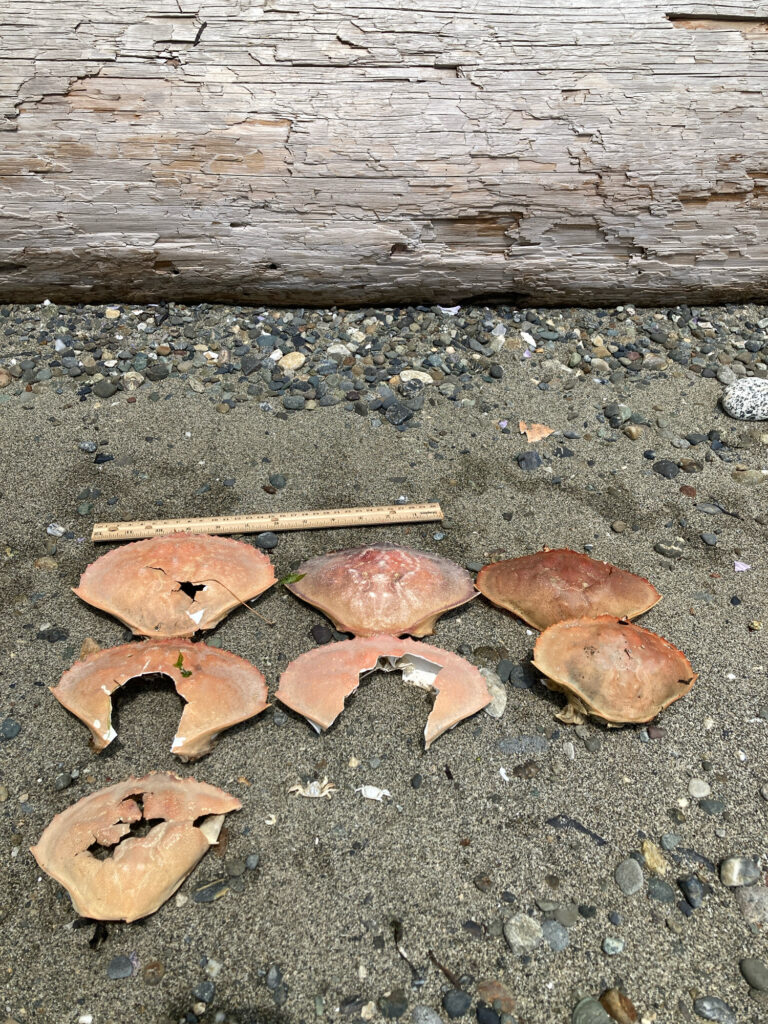 a group of mushrooms (MyCoast AI)