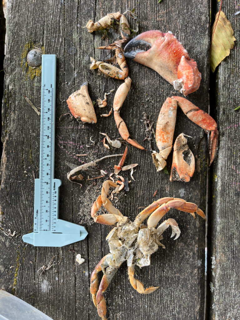 a group of fish on a wooden surface (MyCoast AI)