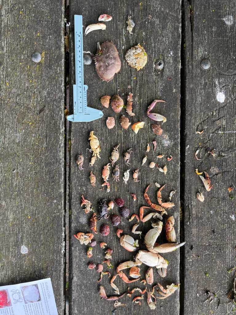 a group of leaves on a wood surface (MyCoast AI)