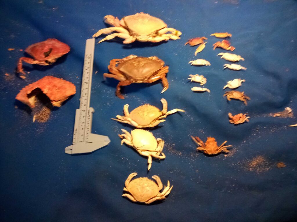 a knife and a group of fish (MyCoast AI)