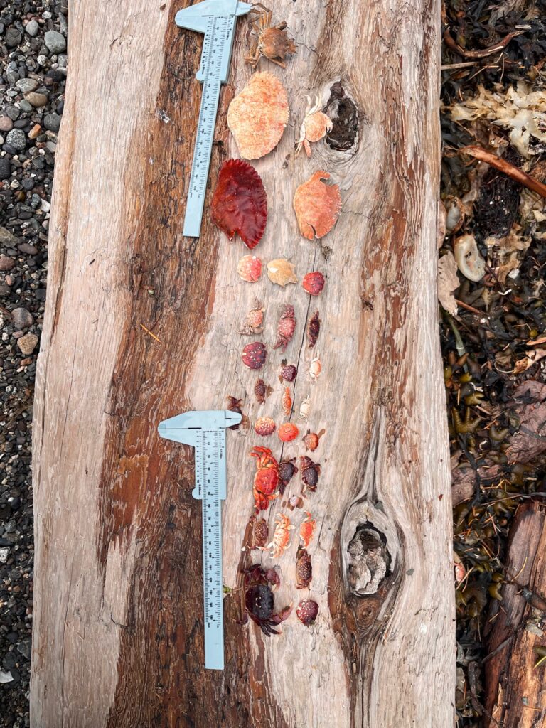 a blue and white knife on a wood surface (MyCoast AI)