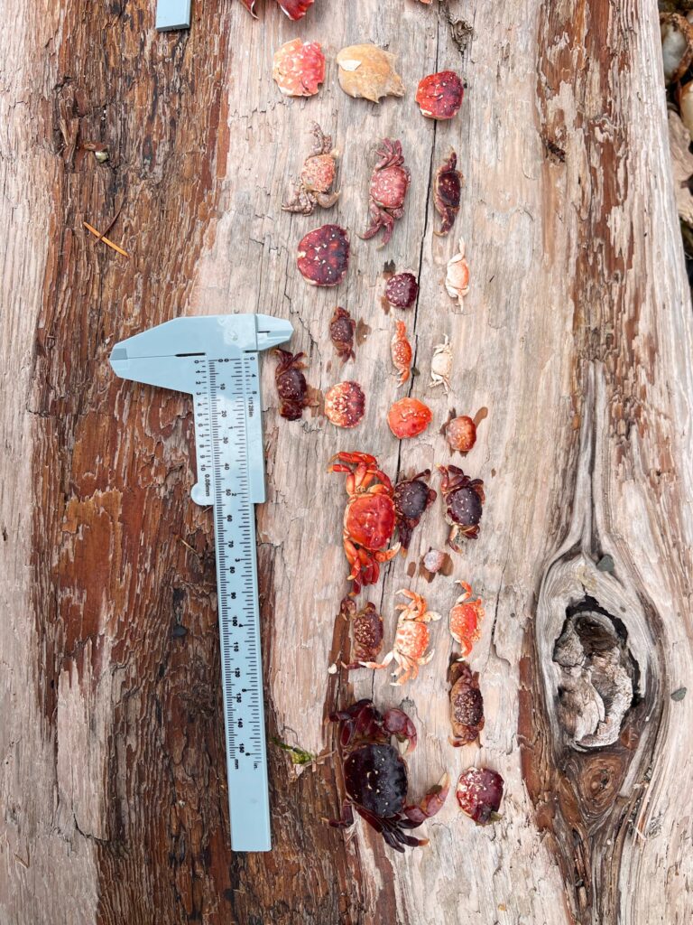 a group of bugs on a tree (MyCoast AI)