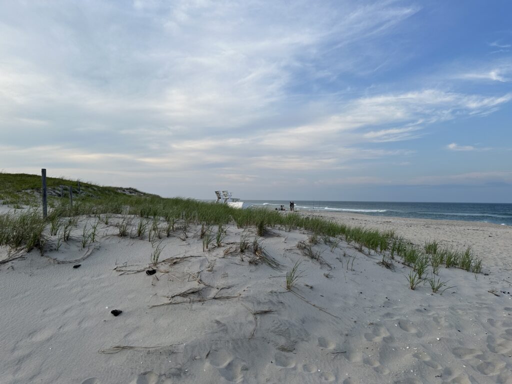 a sandy beach with plants and water (MyCoast AI)