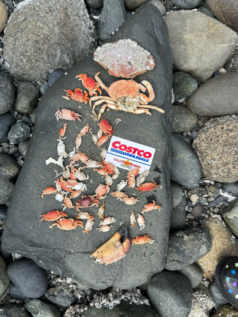 a pile of rocks (MyCoast AI)
