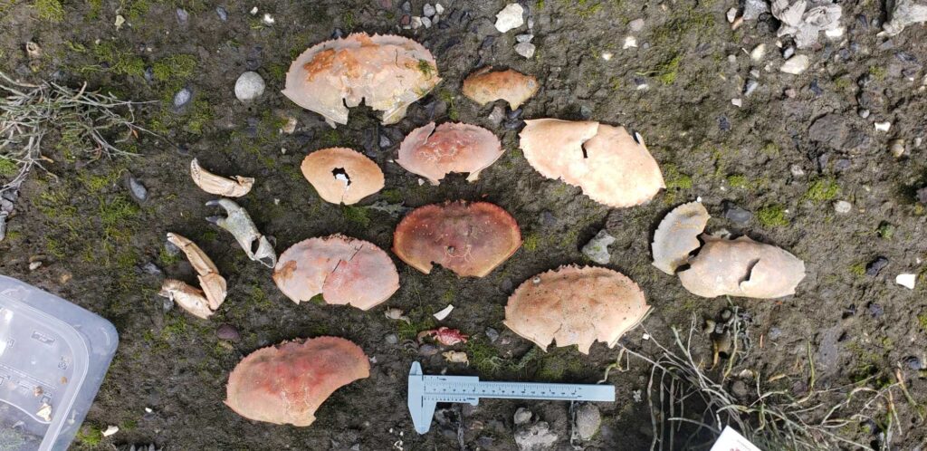 a group of mushrooms (MyCoast AI)