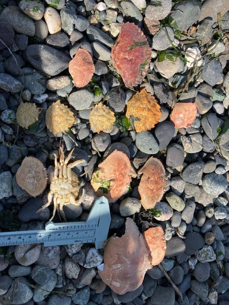 a pile of rocks (MyCoast AI)