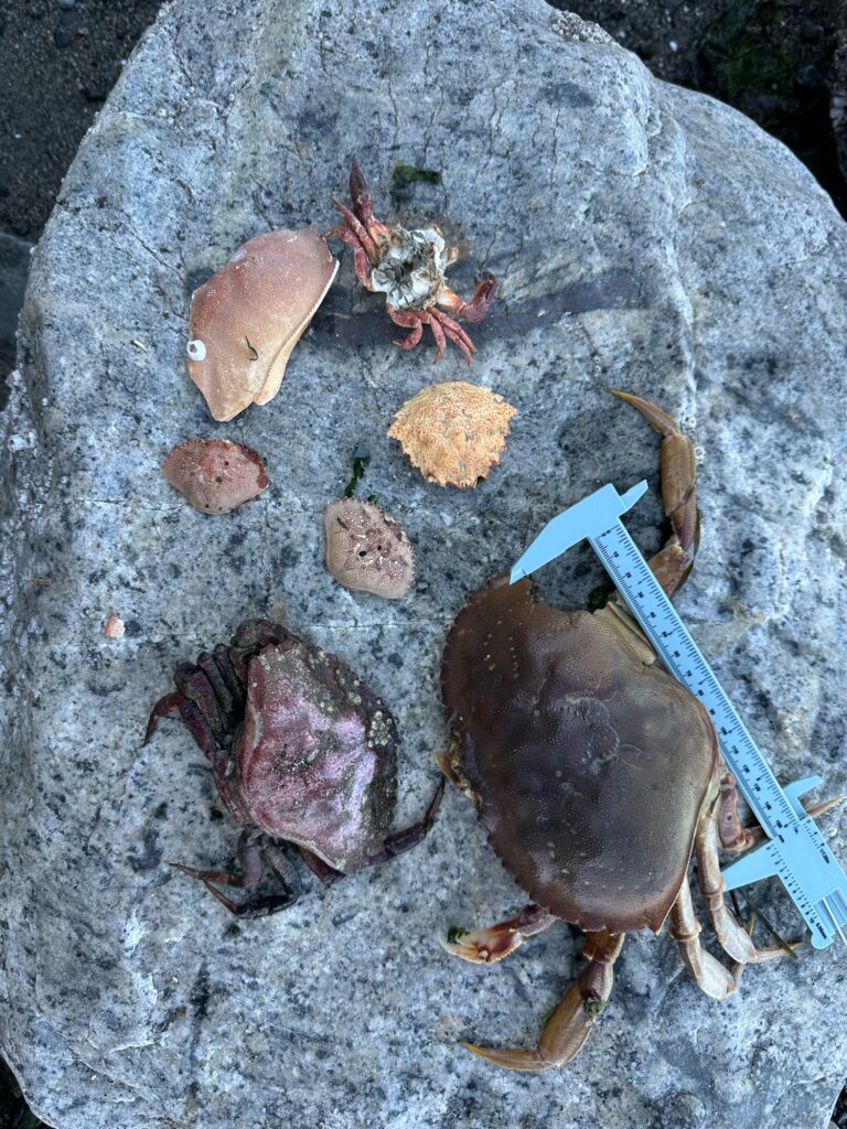 a group of crab shells on the ground (MyCoast AI)