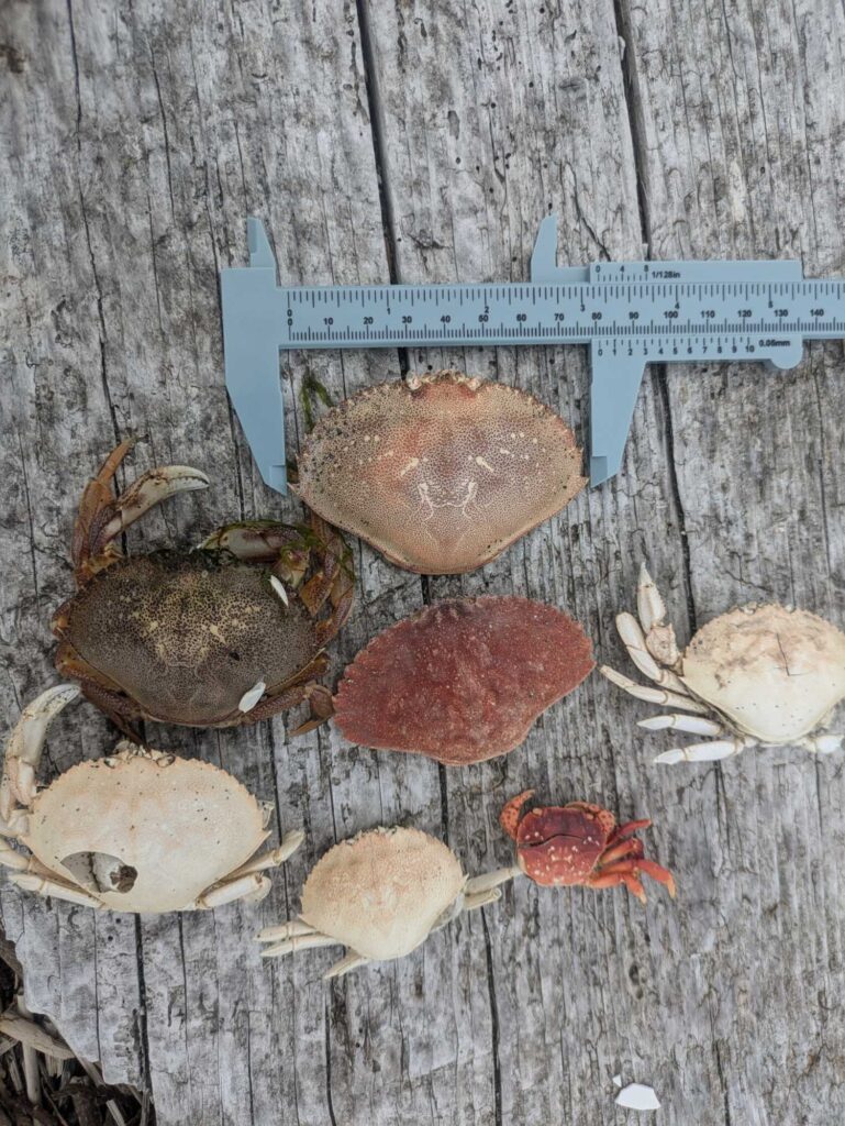 a group of mushrooms (MyCoast AI)