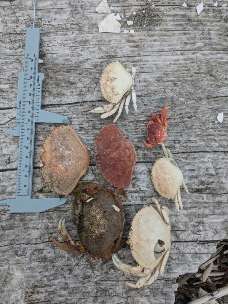 a group of mushrooms (MyCoast AI)