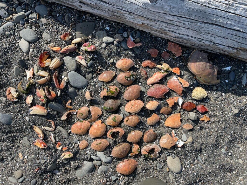 a pile of rocks (MyCoast AI)